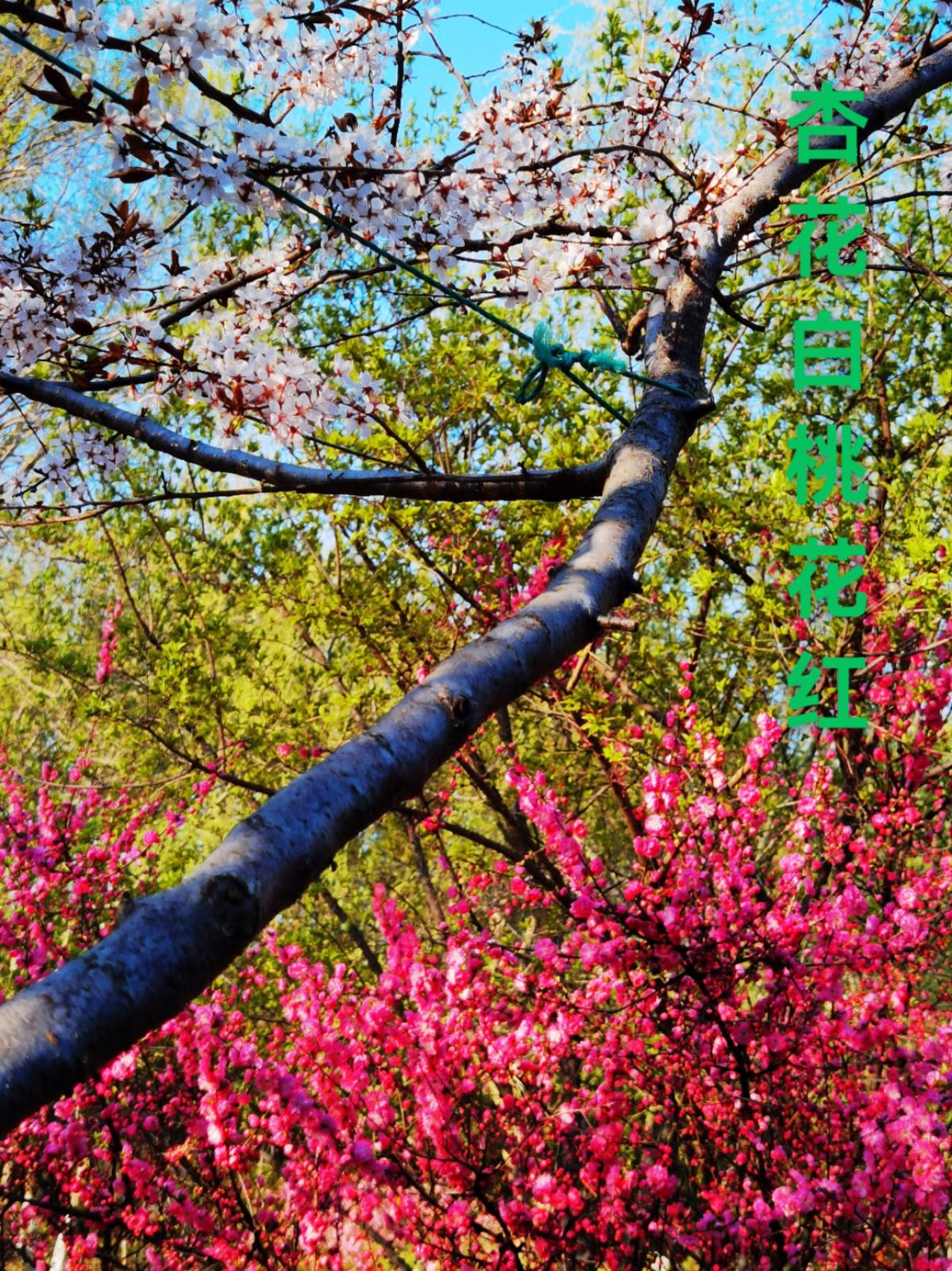 富錦市老科協(xié)朱富昌：杏花白桃花紅.jpg