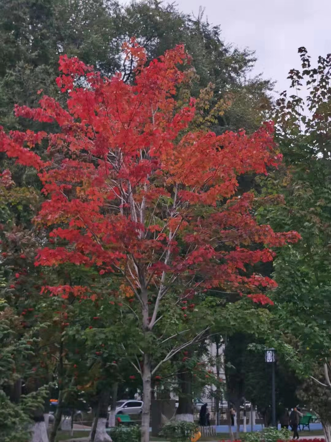 富錦市老科協(xié)朱福昌：楓葉紅了.jpg