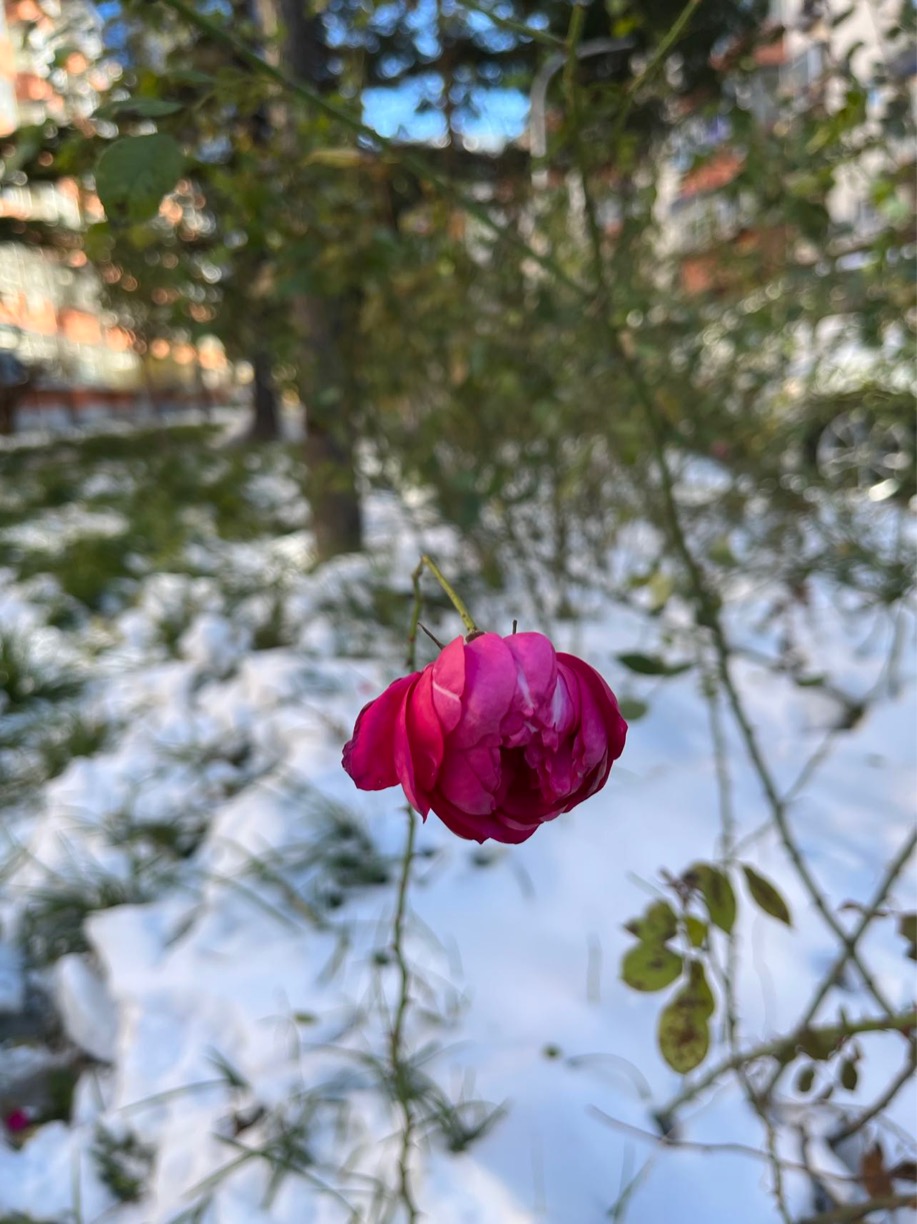 富錦市老科協(xié)朱福昌：雪中玫瑰.jpg